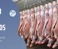 Thái Hà Foods chuyên cung cấp thịt trâu Ấn Độ chất lượng tại HCM